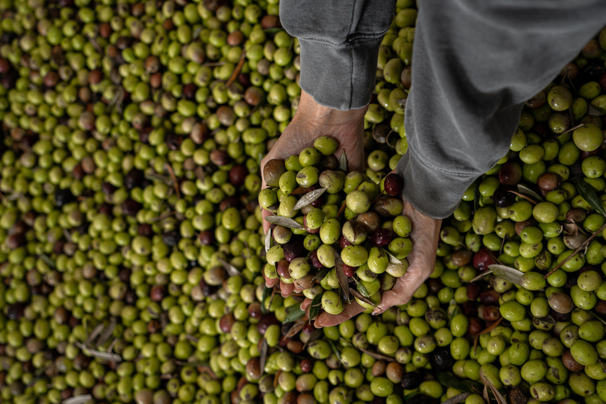Cold Pressed Extra Virgin Olive Oil: Why It Matters