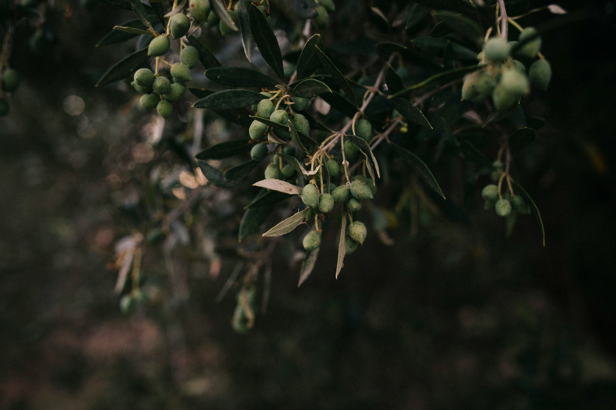 olive tree