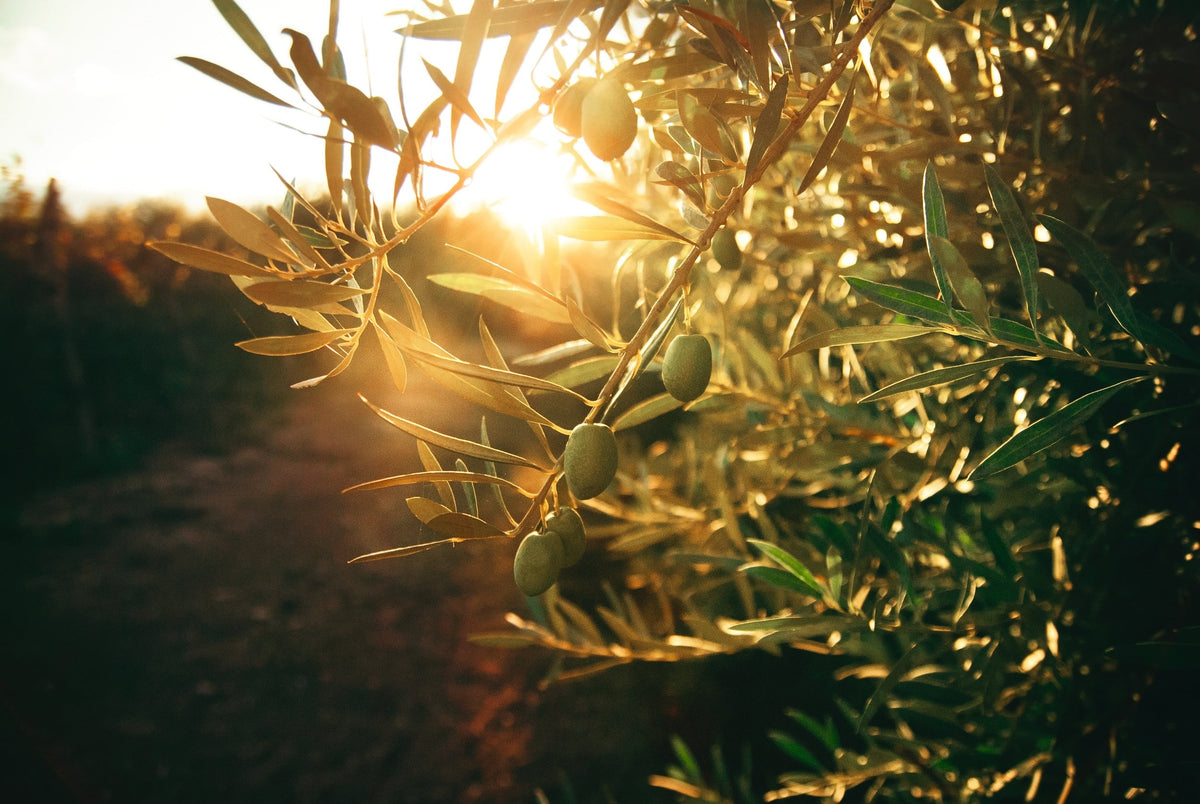 olive oil tree