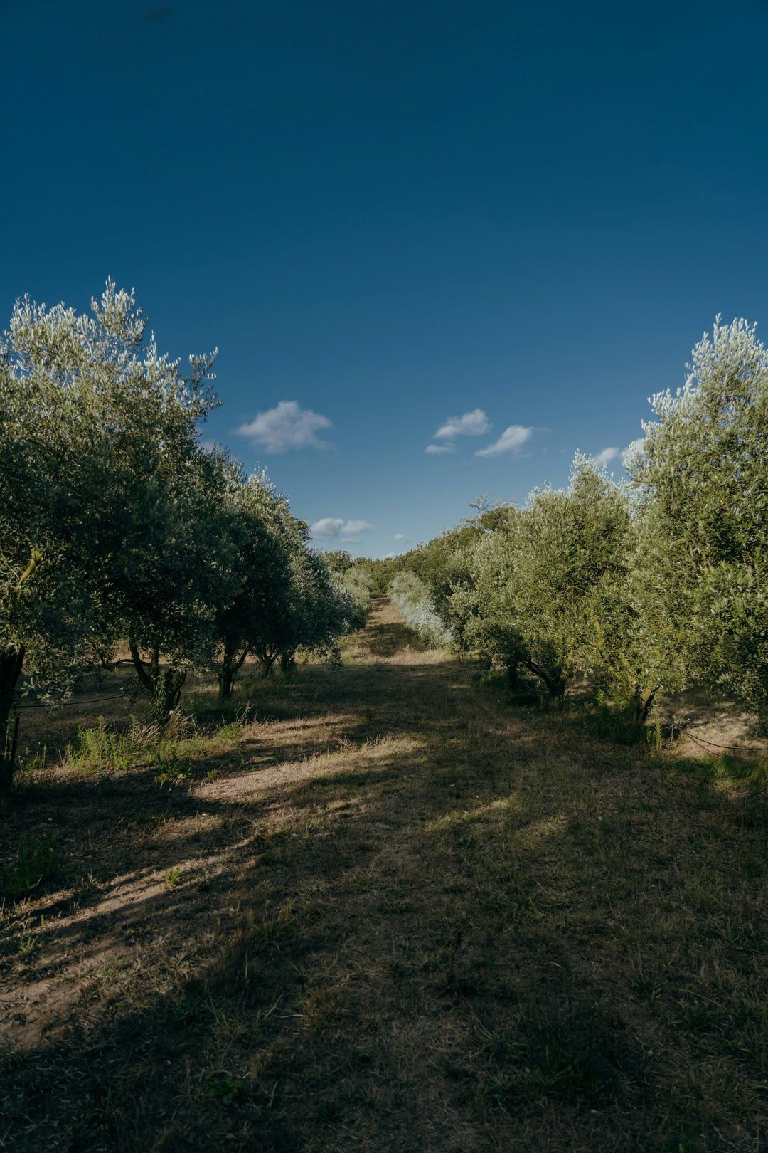 sustainable olive oil grove in California
